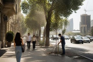 Bakıda ağacları kəsərkən qayda pozuntusuna yol verən əməkdaş işdən çıxarılıb