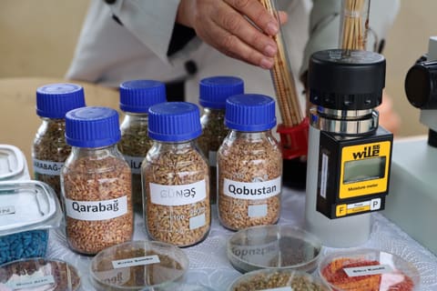 Neftçalada 90-cı Aqrar Biznes Festivalı və “I Balıq” Festivalı keçirilib