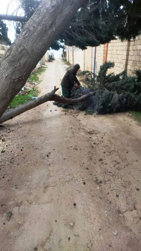 Bakıda güclü külək ağacları aşırıb
