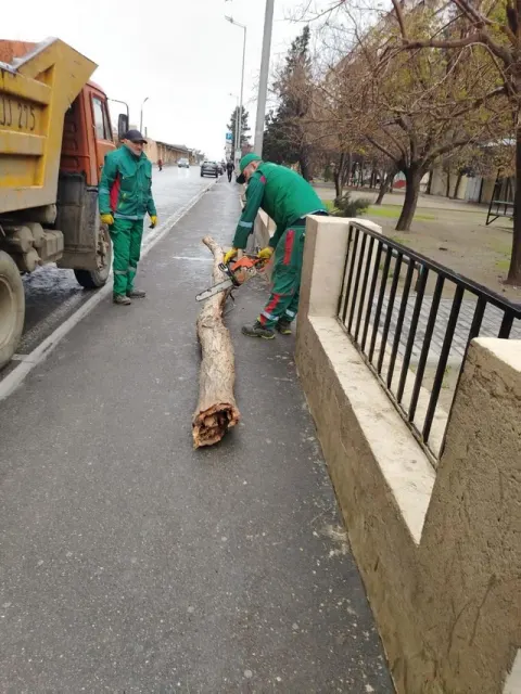 Bakıda güclü külək ağacları aşırıb