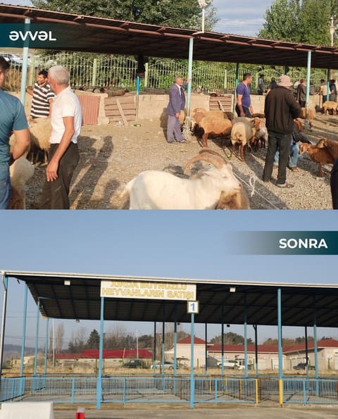 Şamaxı və Göyçay heyvan satışı bazarları istifadəyə verilib