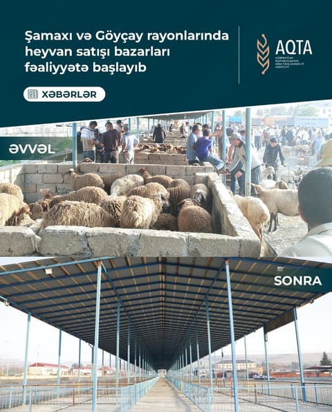 Şamaxı və Göyçay heyvan satışı bazarları istifadəyə verilib