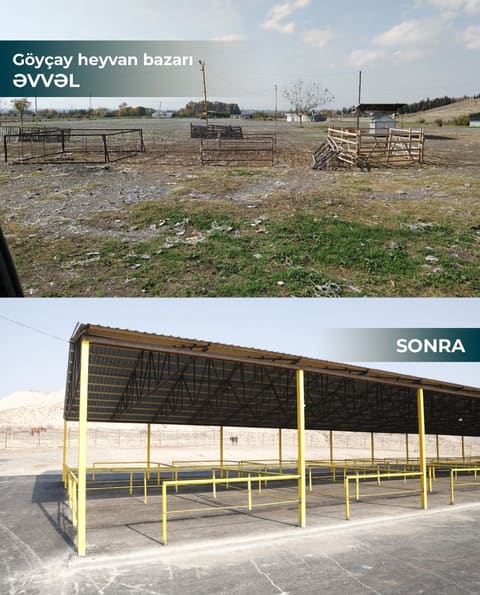 Şamaxı və Göyçay heyvan satışı bazarları istifadəyə verilib