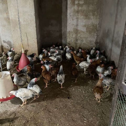 İsmayıllıda qanunsuz fəaliyyət göstərən quş kəsimi sexi aşkarlanıb