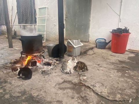 İsmayıllıda qanunsuz fəaliyyət göstərən quş kəsimi sexi aşkarlanıb