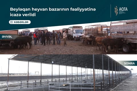 Beyləqan heyvan bazarının fəaliyyətinə icazə verilib - Video
