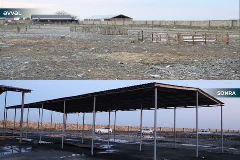 Biləsuvar heyvan bazarı yenidən fəaliyyətə başlayıb