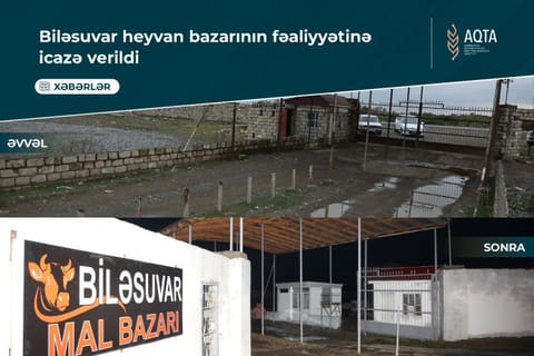 Biləsuvar heyvan bazarı yenidən fəaliyyətə başlayıb