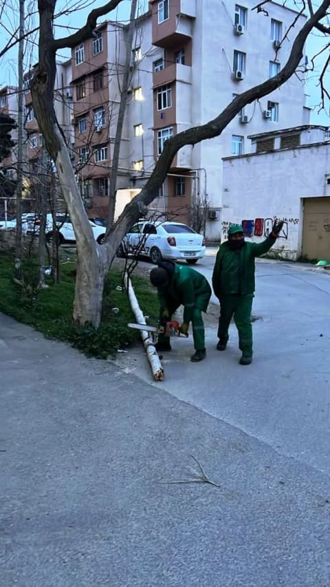 Güclü külək səbəbindən 37 ağac sınıb