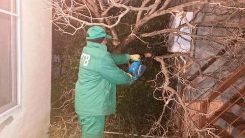 Güclü külək Bakıda 78 ağacı sındırıb