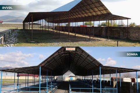 Masallı və Ağsu heyvan bazarları açılıb 