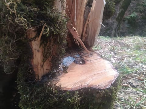 Oğuzda ağacların kəsilməsinə görə polis cinayət işi başlayıb - FOTOLAR