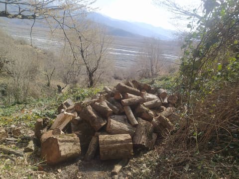 Oğuzda ağacların kəsilməsinə görə polis cinayət işi başlayıb - FOTOLAR