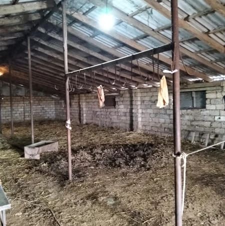 Biləsuvarda qanunsuz at kəsimi aşkarlanıb: 205 kq ət dövriyyədən çıxarılıb