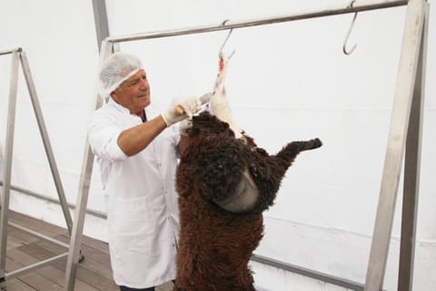 İşğaldan azad olunmuş rayonlarda qurbanlıq heyvanların satışı və kəsimi xidmətləri göstərilir