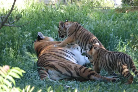 Bakı Zooloji Parkında Amur pələnginin iki balası doğulub