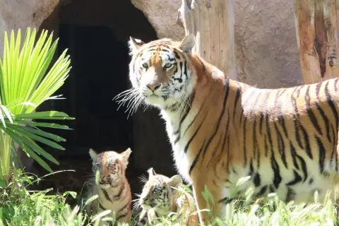Bakı Zooloji Parkında Amur pələnginin iki balası doğulub