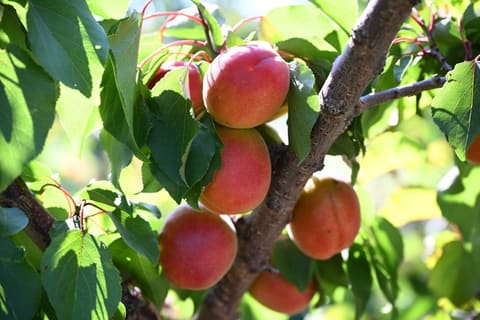 Əlaqələndirmə Qərargahının üzvlərinin Ağdərə və Xocalı rayonlarına səfəri başlayıb