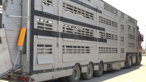 Xaricdən gətirilən heyvanların daşınmasında yeni yanaşma