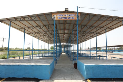 Sabirabad heyvan satışı bazarı fəaliyyətə başlayıb