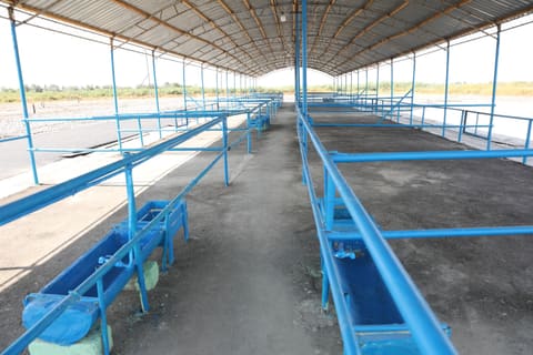 Ağdaş heyvan satışı bazarı fəaliyyətə başlayıb