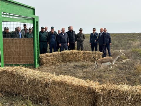 Ağgöl Milli Parkına 7 baş ceyran buraxılıb