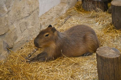 Leyla Əliyeva Şamaxıda “Capybara Azerbaijan” fermasında olub