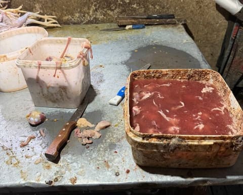 Toyuq kəsimi sexinin qanundankənar fəaliyyət göstərdiyi aşkarlanıb
