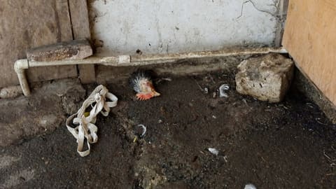 Sabunçu bazarı və bazarətrafı qida obyektlərində reyd keçirilib