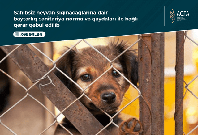  “Sahibsiz heyvan sığınacaqlarına dair baytarlıq-sanitariya norma və qaydaları” təsdiq edilib