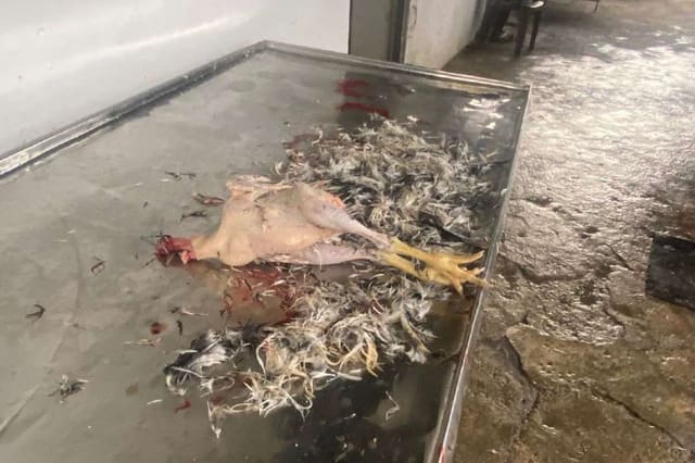 İsmayıllıda qanunsuz fəaliyyət göstərən quş kəsimi sexi aşkarlanıb
