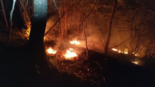 Avstraliyada davam edən meşə yanğınlarında 1100 nəfər zərər çəkib