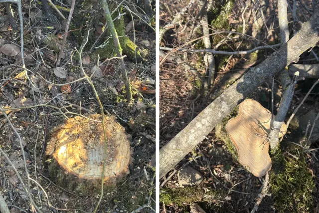 Yaşıllıqların qanunsuz kəsilməsi faktları aşkar olunub
