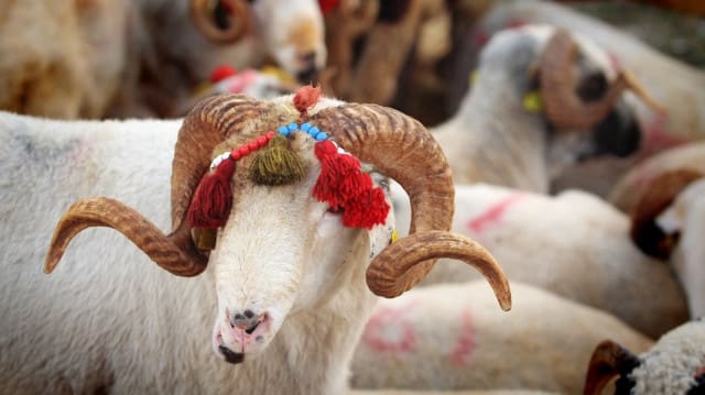 Qurban bayramı nə vaxtdır?