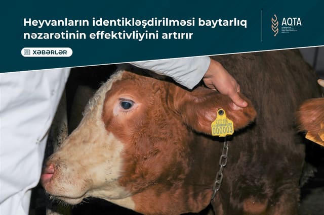 AQTA: Heyvanların identikləşdirilməsi baytarlıq nəzarətinin effektivliyini artırır