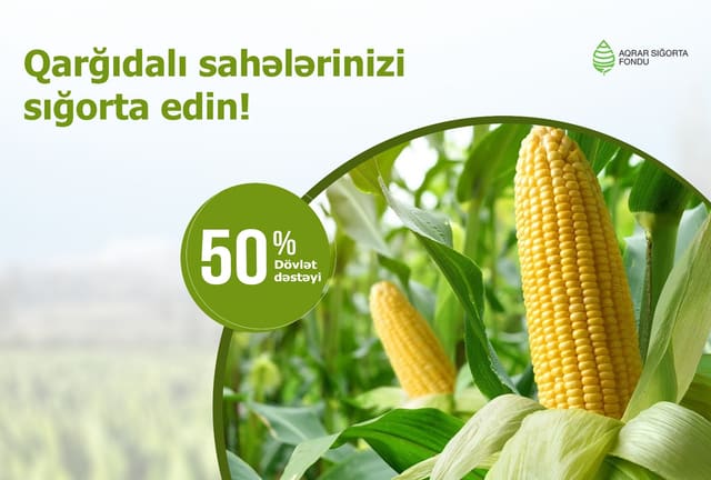 Azərbaycanda qarğıdalı bitkisinin əkin sahələrinin sığortası başlanıb 