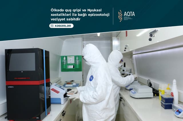AQTA: Ölkədə quş qripi və Nyukasl xəstəlikləri ilə bağlı epizootoloji vəziyyət sabitdir
