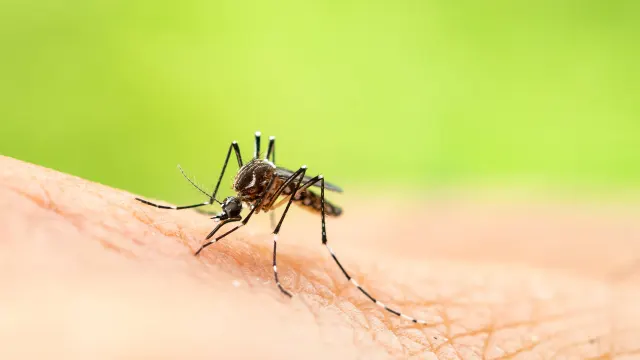 SN: Azərbaycanda ağcaqanadlar vasitəsilə yayılan xəstəliklərlə bağlı epidemioloji vəziyyət sabitdir