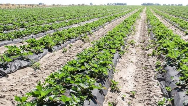 Aqrar sektorla bağlı qərar qəbul edilib