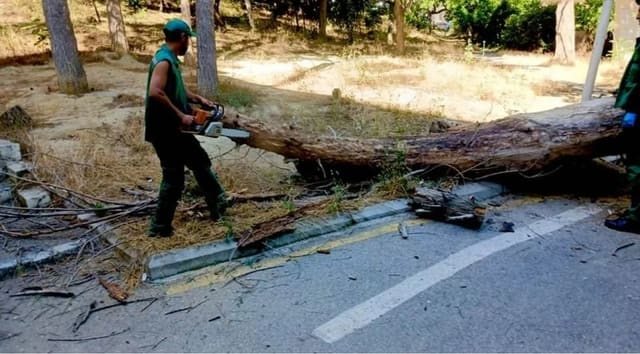 Nəsimi rayonunda qəzalı ağaclarla bağlı tədbirlər görülüb