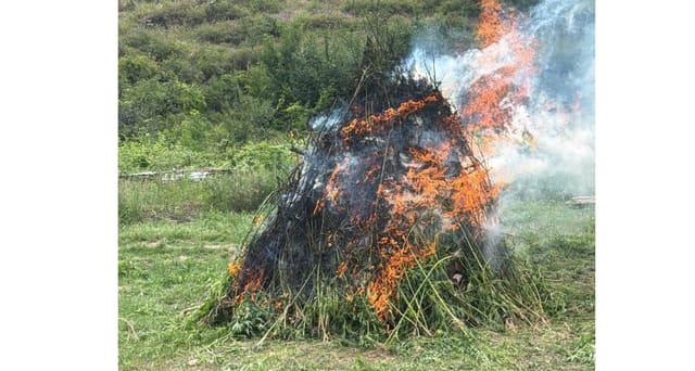 Laçında 2 tondan artıq çətənə kolu məhv edilib