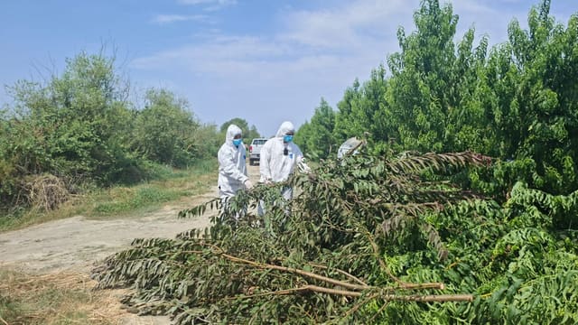 Göyçayda gavalının cibcibə virusu aşkarlanan bağlarda mübarizə tədbirləri görülüb