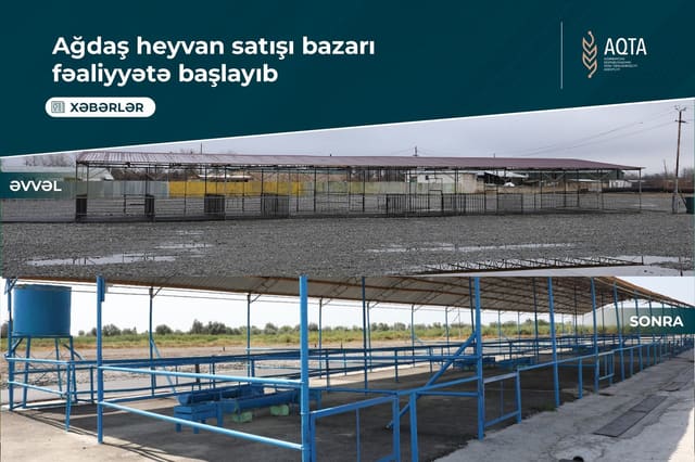 Ağdaş heyvan satışı bazarı fəaliyyətə başlayıb
