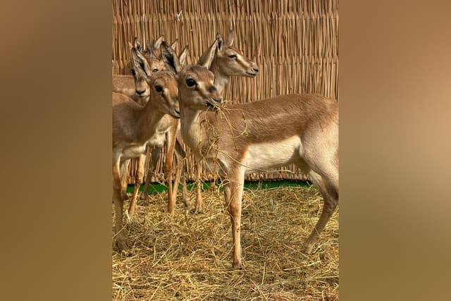 Ağgöl Milli Parkına 7 baş ceyran buraxılıb