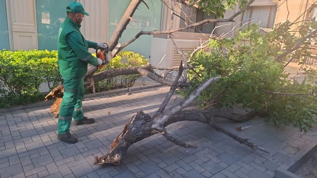 Bakıda 15 ağac sınıb