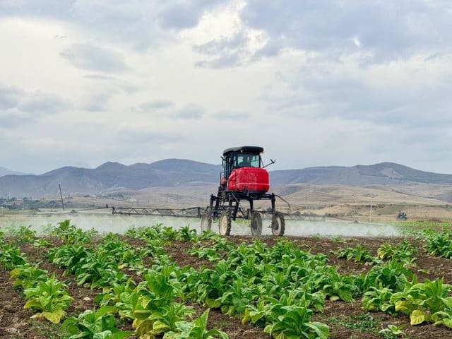 Goranboyda tütün və göyərti sahələrində fitosanitar monitorinqlər aparılıb