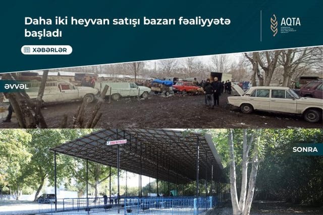 Ölkədə fəaliyyətə başlayan heyvan bazarlarının sayı 20-yə çatıb