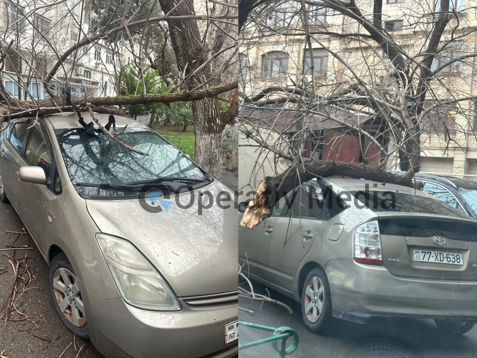 Bakıda ağac avtomobilin üstünə aşıb - FOTO