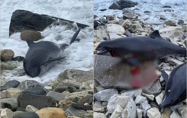 Rusiya sahillərində yüzlərlə ölü delfin tapılıb