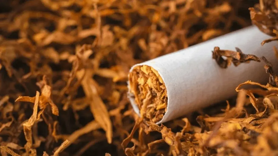 Emal olunmuş tütün istehsalında artım müşahidə edilib